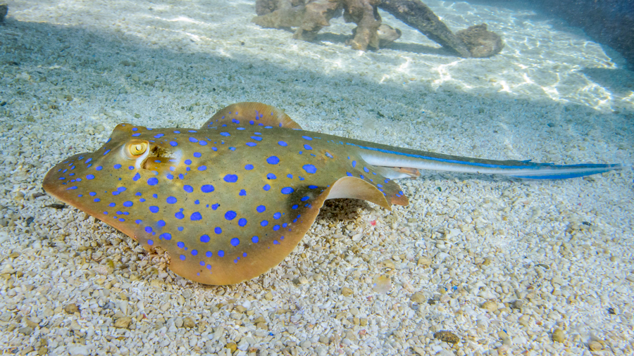 Blue spot ray closeup