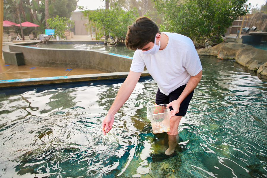 Guest feeding sharks from basket