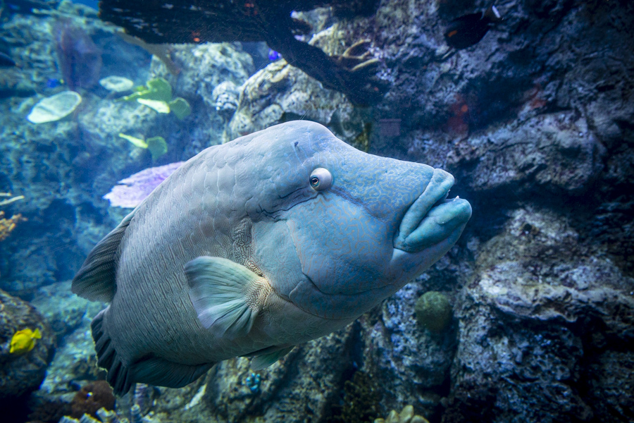 Humphead Wrasse