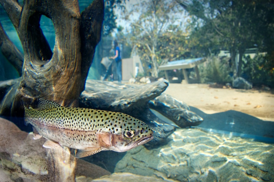 steelhead fish with exhibit in background