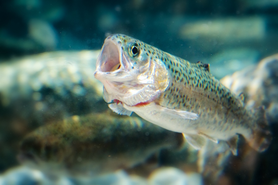 Steelhead with mouth open