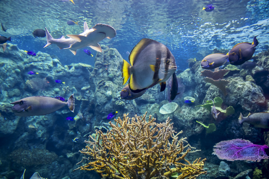 Bonnethead and fish in tropical reef