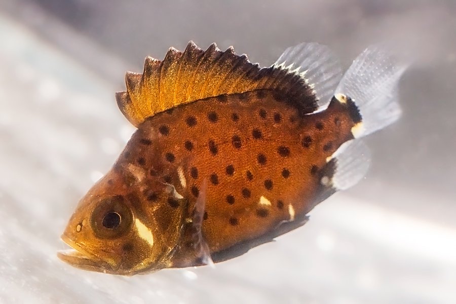 Baby Giant Sea Bass