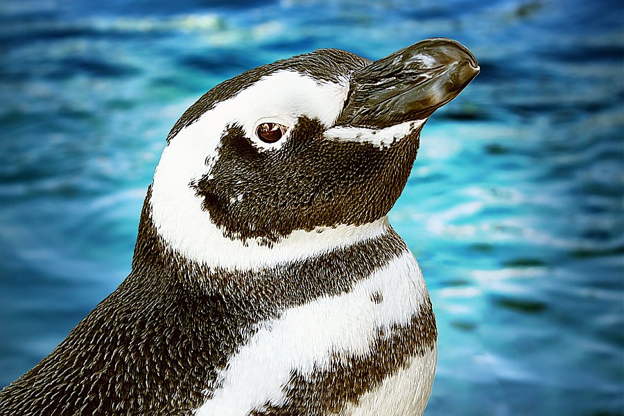 Penguin Anderson portrait with blue water background