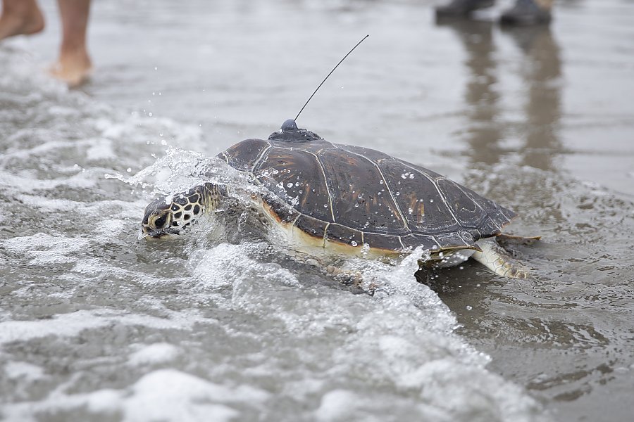 sea turtle with tag entering the ocean on a beach