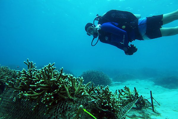 scuba_diver_swimming_past_corals.jpg