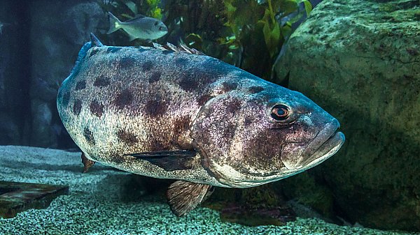 Giant sea bass swimming near a rock