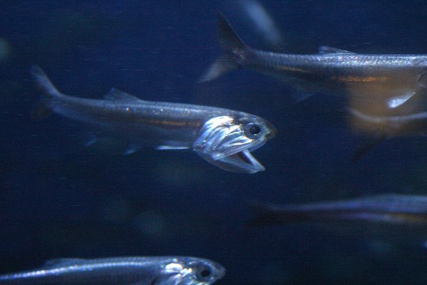 Northern anchovy close up