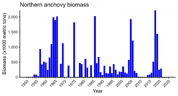 Northern anchovy biomass