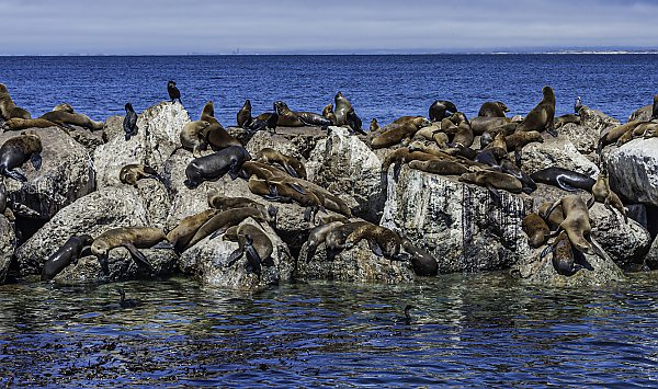 Herd of california sea lions on rocks