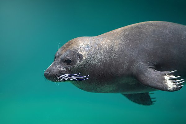 Harbor seal underwater