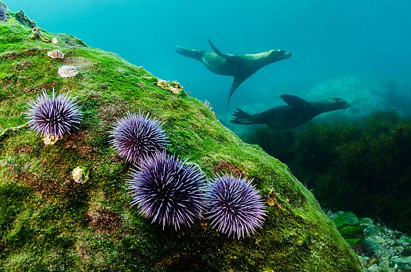 Purple sea urchins on rock