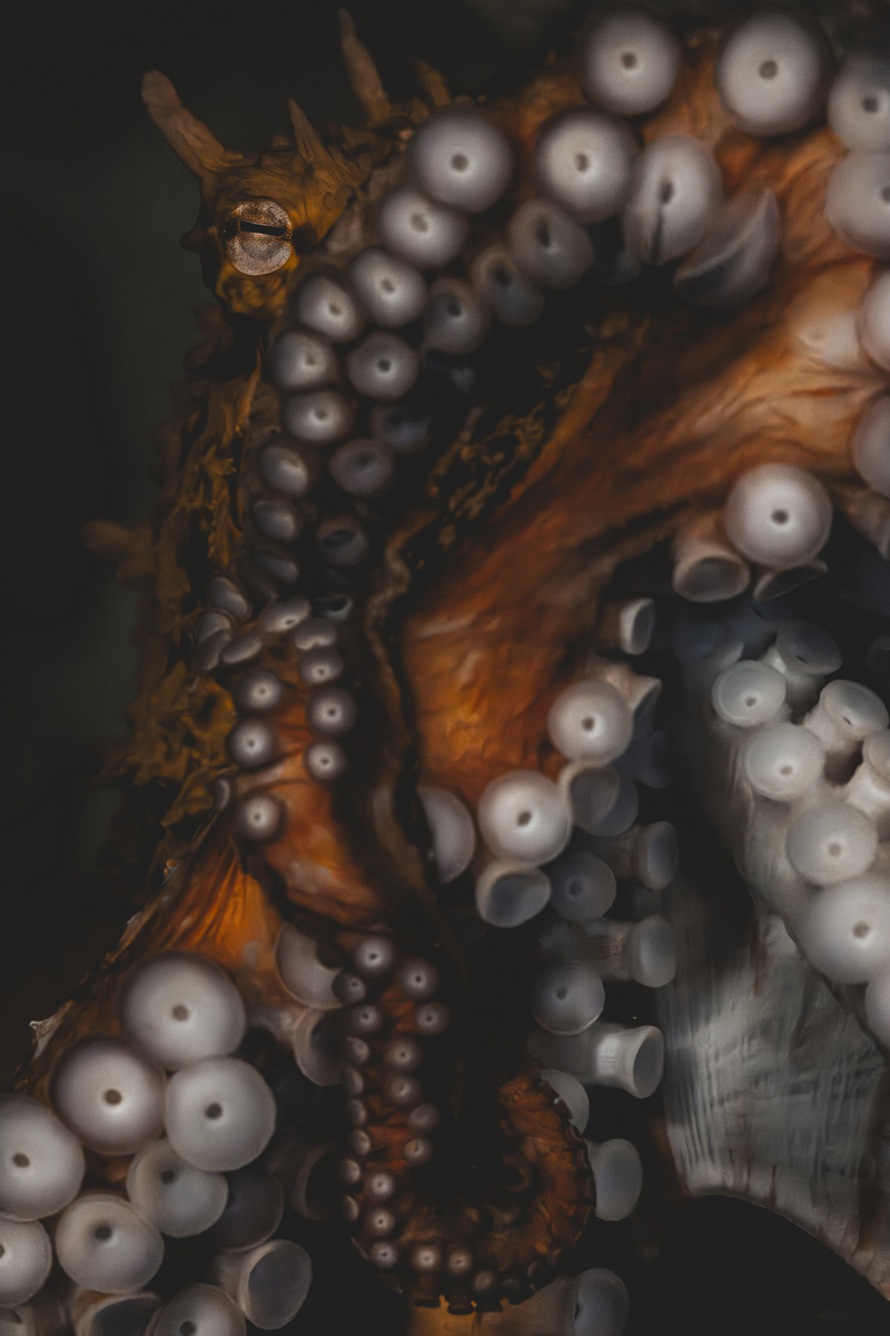 close-up of giant Pacific octopus with prominent suction cups