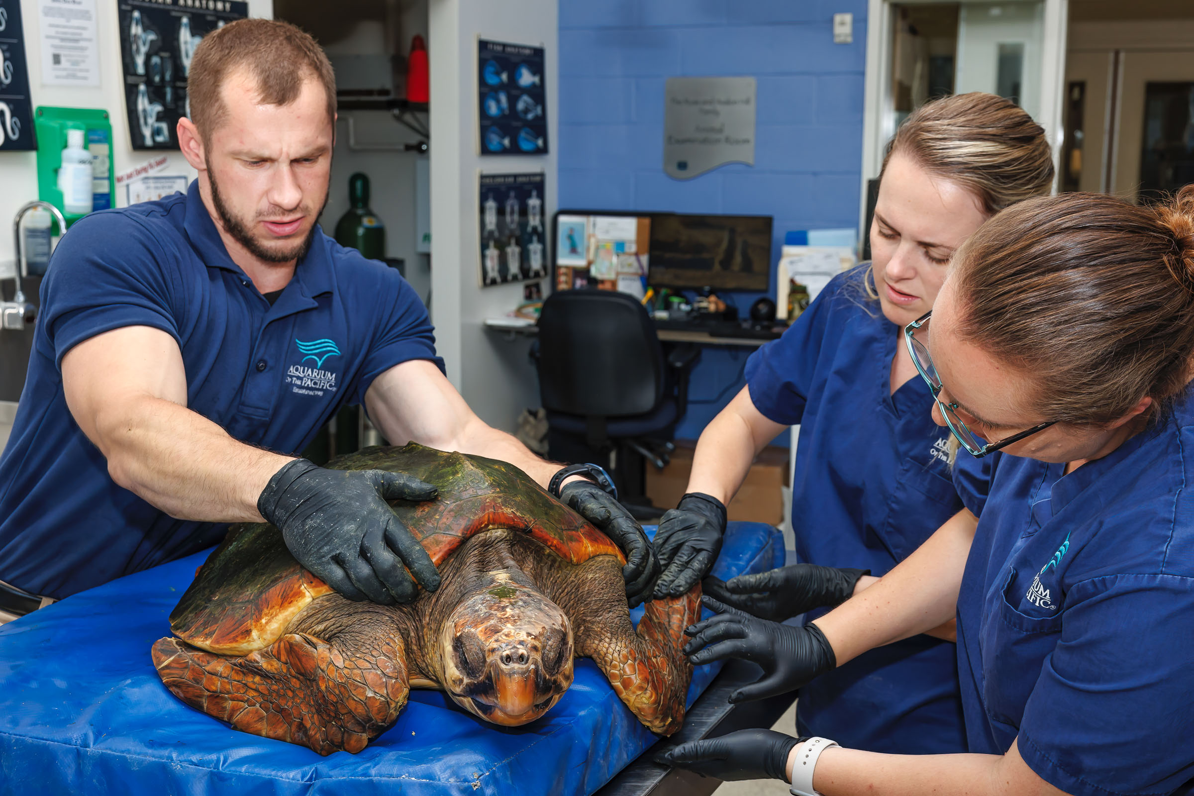 Three vet techs working with a loggerhead turtle