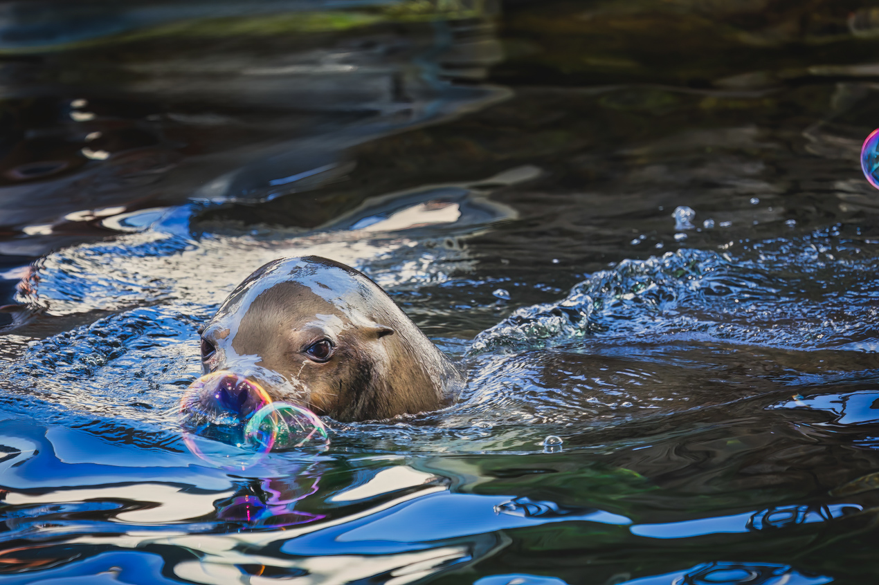 Sea lion swimming with bubbles