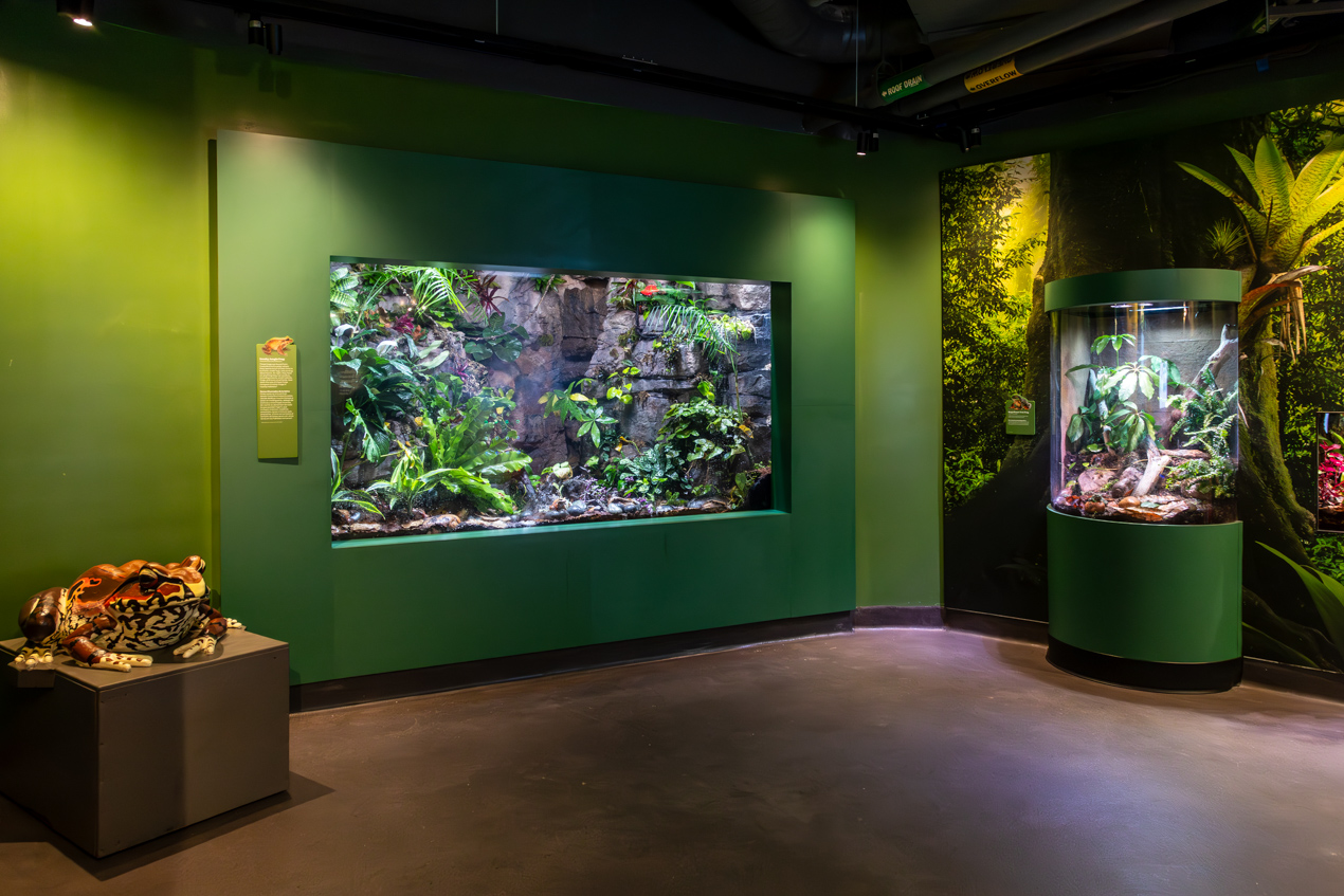 Smoky jungle frog exhibit