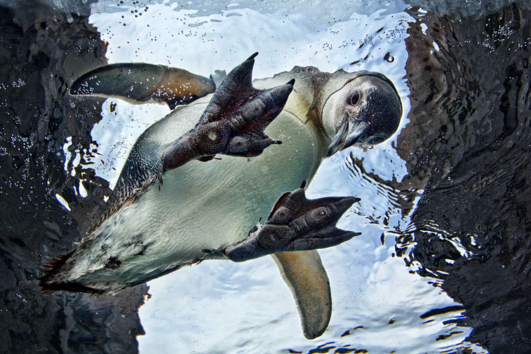 penguin looking down into water