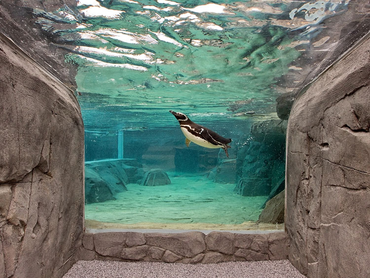 penguin diving