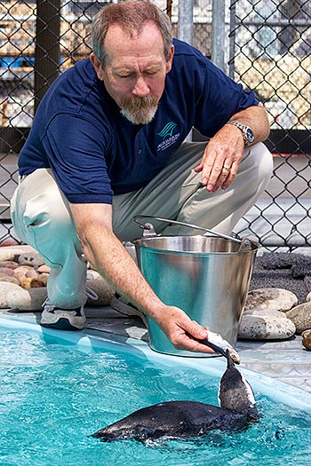 Penguin trainer feeding penguins a few fish.